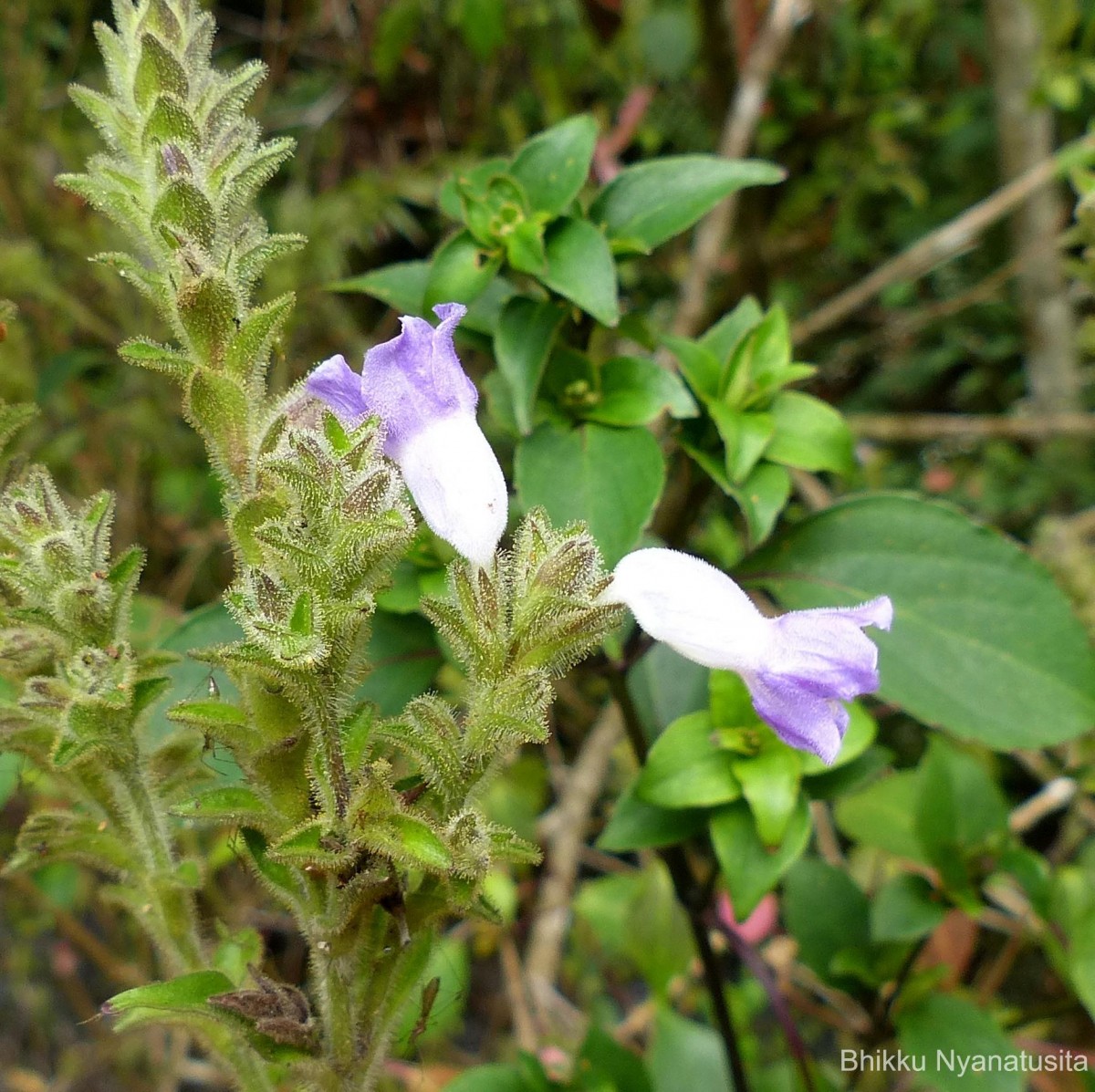 Strobilanthes rhamnifolia var. rhamnifolia (Nees) T. Anderson